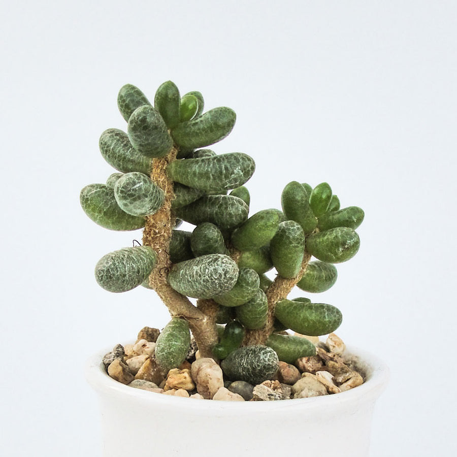 Sedum hernandezii